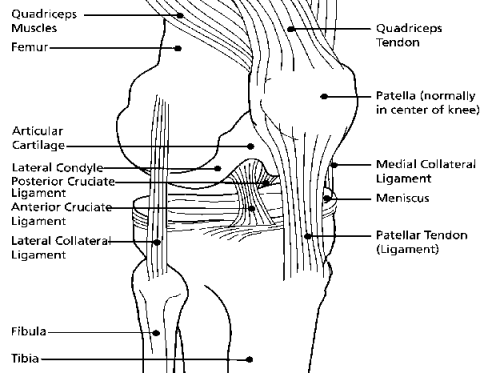 Knees - Your Friend or Foe?